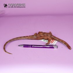 CollectA 88911 - Dinozaur Brontozaur zwłoki