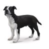 CollectA 88610 - Pies Amstaff American Staffordshire Terrier
