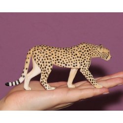 Mojo 387197 - Gepard samiec
